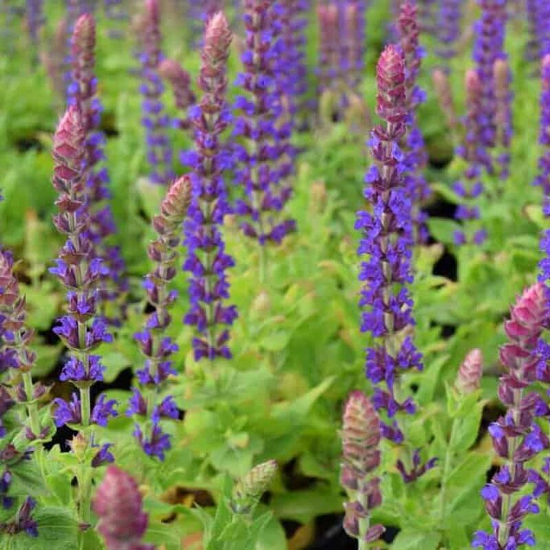 Salvia nemorosa 'Ostfriesland' ---